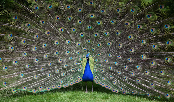Peacock showing full feather display