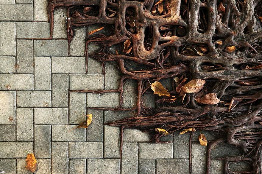 Photographed from directly above, a herringbone pattern on interlocking grey paving bricks is becoming overrun with tree roots that are growing in straight lines along the cracks between the bricks